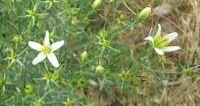 SYRIAN RUE- POSSIBLY THE SOMA OF THE ANCIENTS: HEALTH BENEFITS AND USES OF SYRIAN RUE