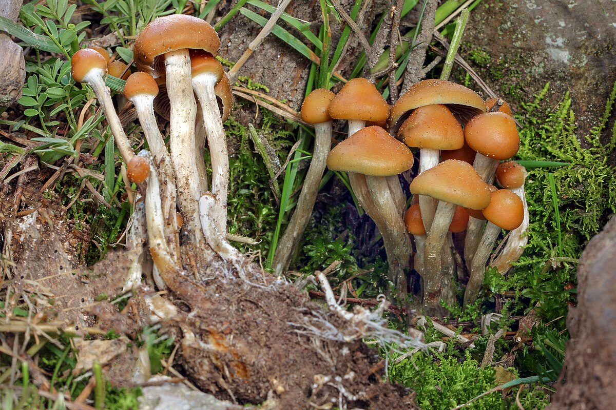 Psilocybe aztecorum - Wikipedia