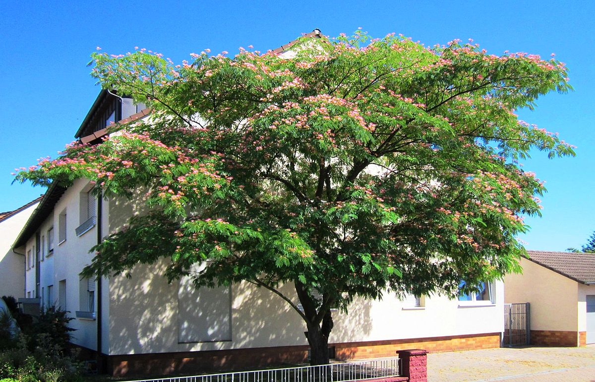 Albizia julibrissin - Wikipedia