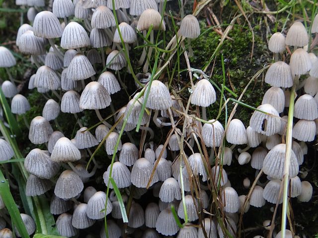 Coprinellus disseminatus - Wikipedia