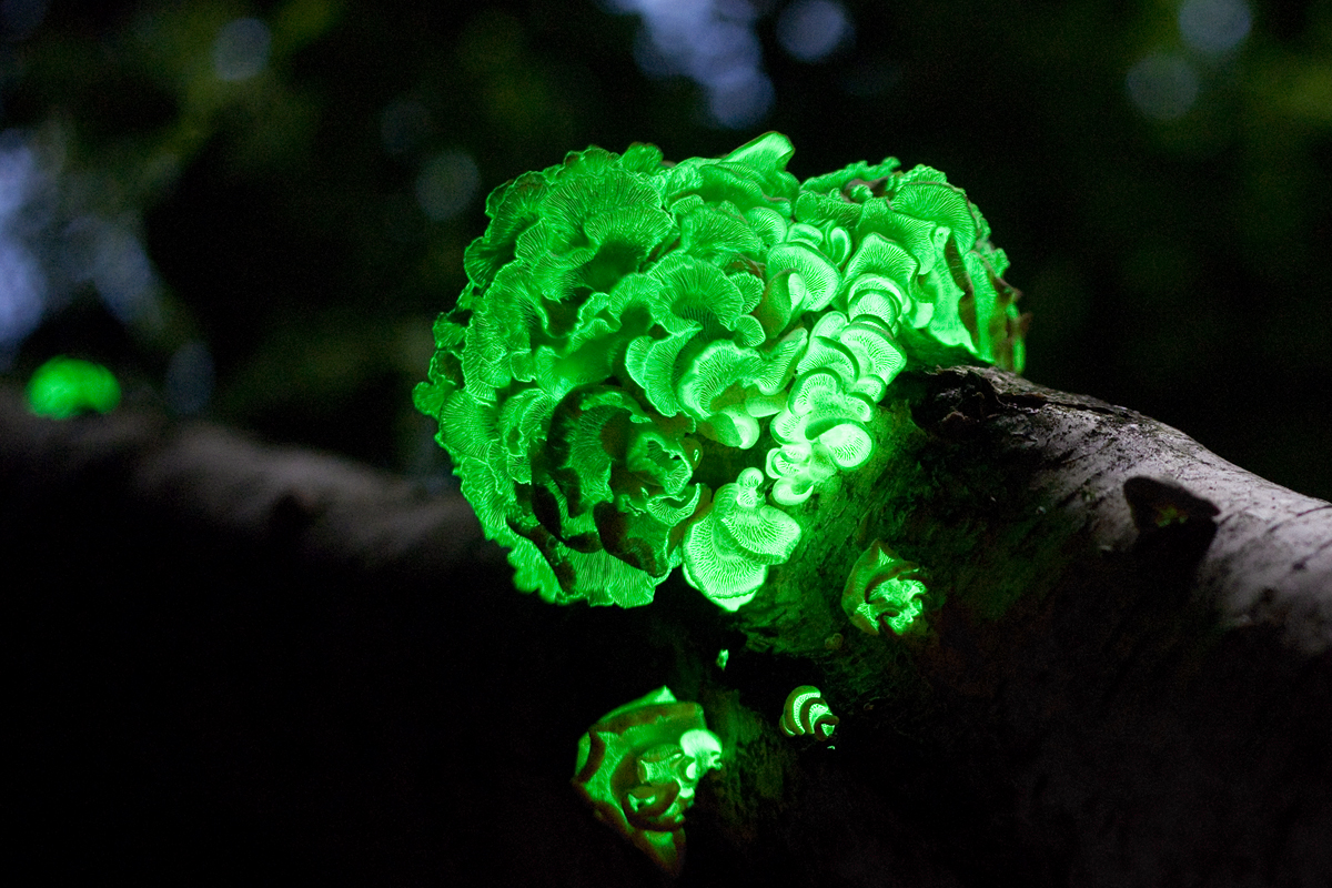 List of bioluminescent fungus species - Wikipedia