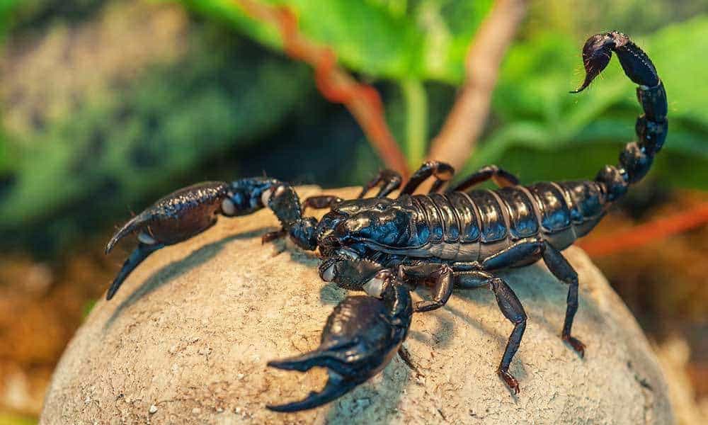 Smoking Scorpions: Has The Trend Resurfaced? | High Times