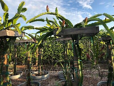 DRAGON FRUIT CUTTING - MULTIPLE VARIETIES  | eBay