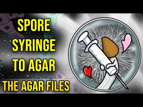 Spore Syringe to Agar - The Agar Files