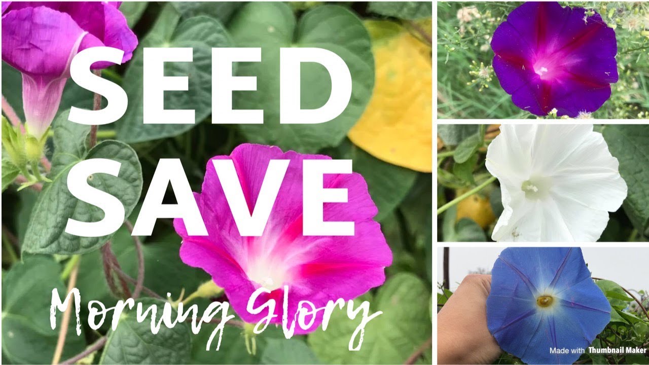 How To Save Morning Glory Seeds 💚 Gardening 💚 Homesteading 💚