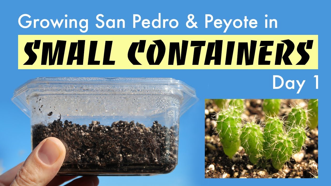Growing San Pedro & Peyote in Small Containers