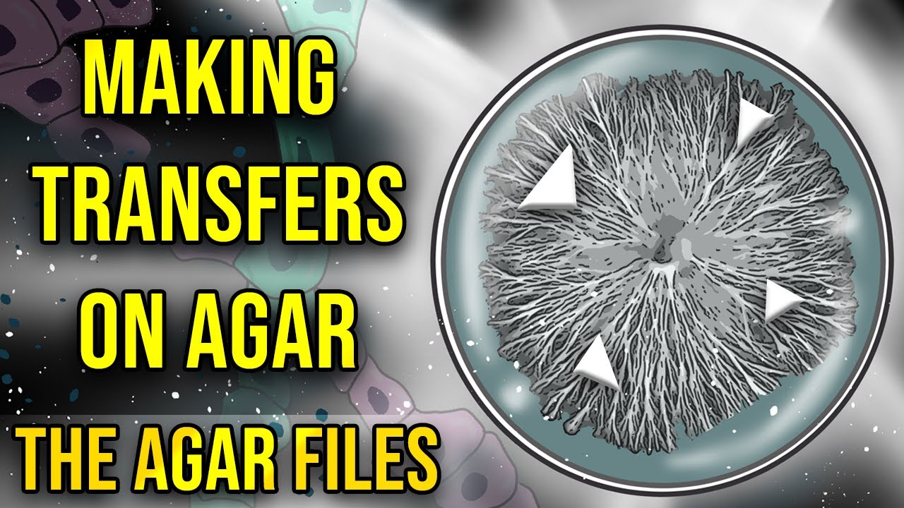 The Agar Files - Making Transfers on Agar