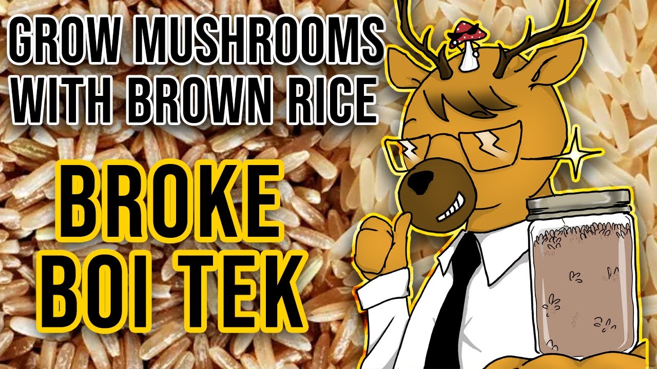 EASIEST Way to Grow Mushrooms - Broke Boi Tek