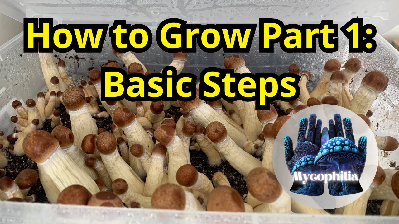 How To Grow Mushrooms At Home in 2024: The Basic Steps (Mushroom Mastery Series Ep.1, Mycology)