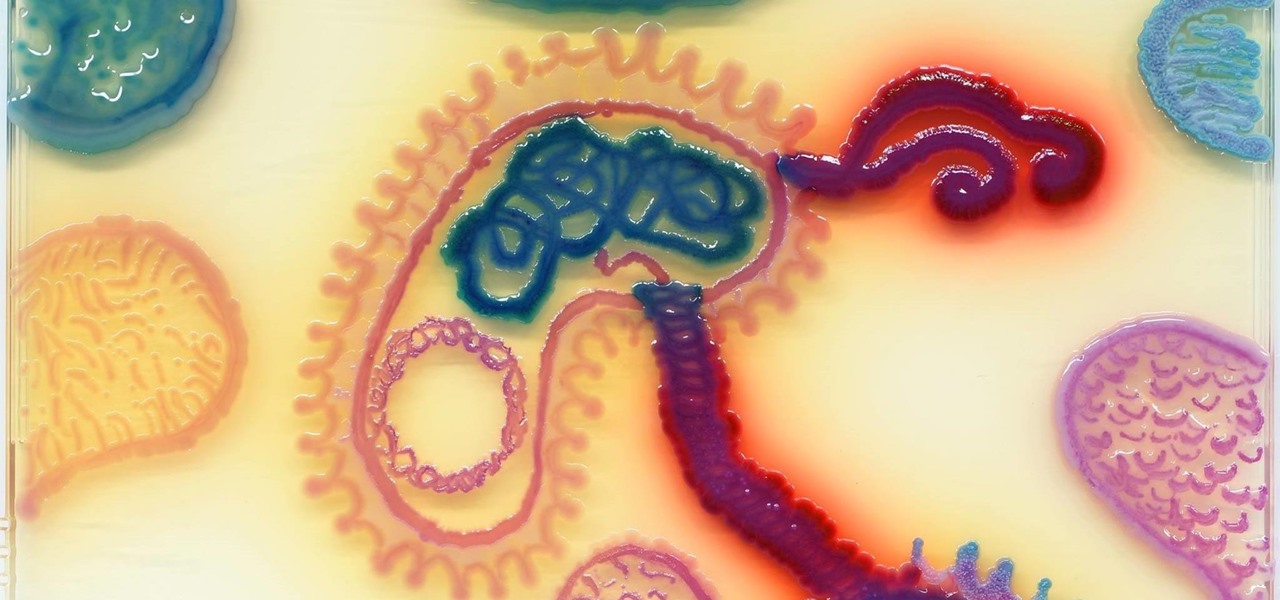 Our 11 Favorite Bacteria Art Submissions from ASM's Petri-Dish Picasso Contest