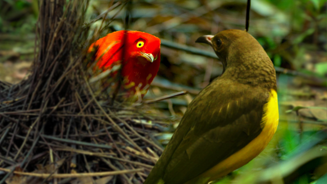 Dancing with the Birds | Netflix Official Site