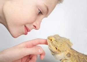 The Ultimate Bearded Dragon Care Guide for Beginners - Reptile.Guide