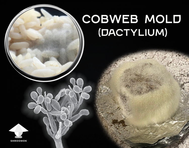Cobweb mold. Identification and treatment