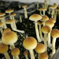 Psilocybin News and Research