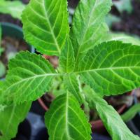 Salvia Divinorum Cultivation and Information