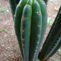 Cultivation of Visionary Cacti