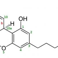 THC News and Research