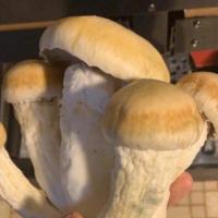 Psilocybin Mushroom Education and Discussion