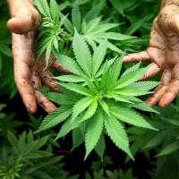 Cannabis Enthusiasts