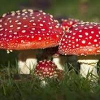 Amanita Muscaria