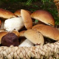 Edible and medicinal mushrooms