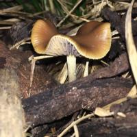 Outdoor beds and guerilla mushroom grows.