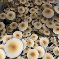 Mushroom growing techniques for beginners