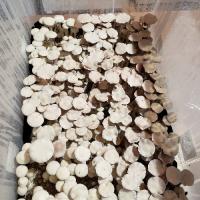 Shroom Growing And Breeding Teks For Beginners-Experts