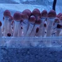 Mushroom Grow Teks
