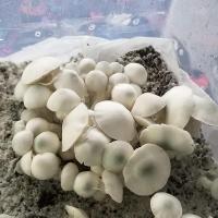 Home Mycology Video