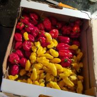 Pepper cultivation and cuisine