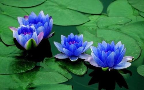 bluelotus
