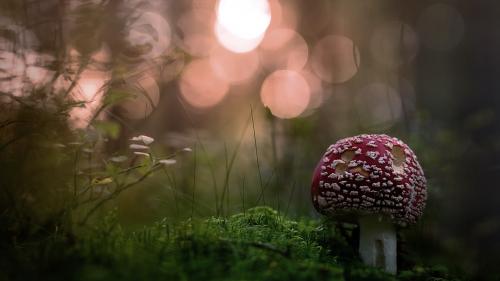 mushroom-vw-2560x1440