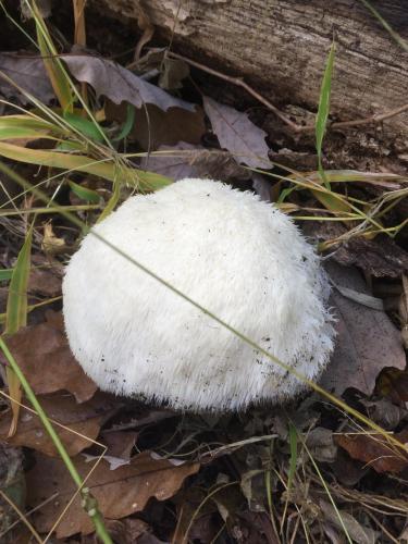 Lions Mane