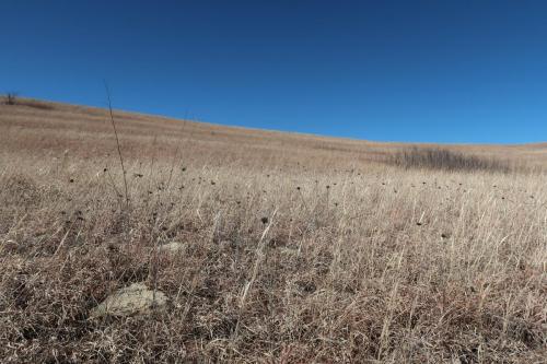 Konza Prairie in the fall