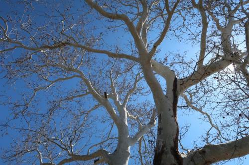 Treeees