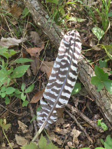 Turkey Feather