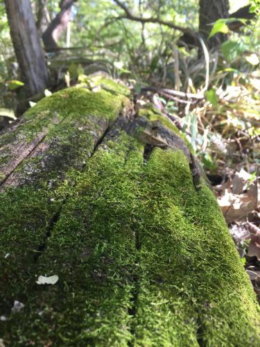 Moss