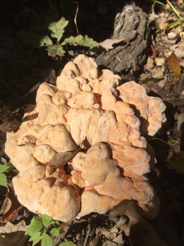 Laetiporus