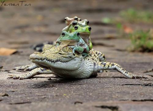 ''''   alligator rides 1 buck