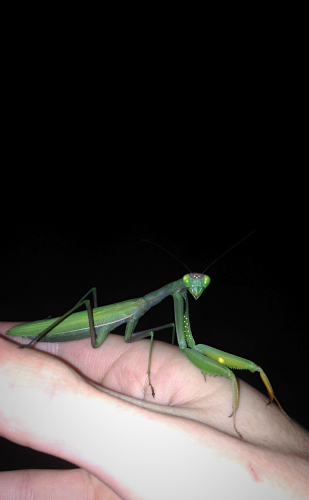 MANTIS PNG