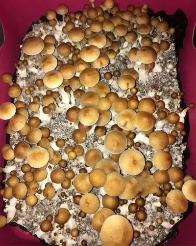 Psilocybin