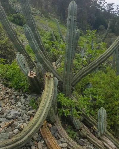 Wild Trichocereus