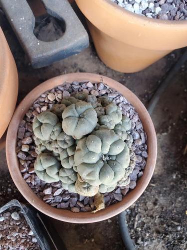 Peyote