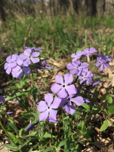 Blue Phlox