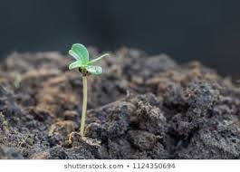 Seedling