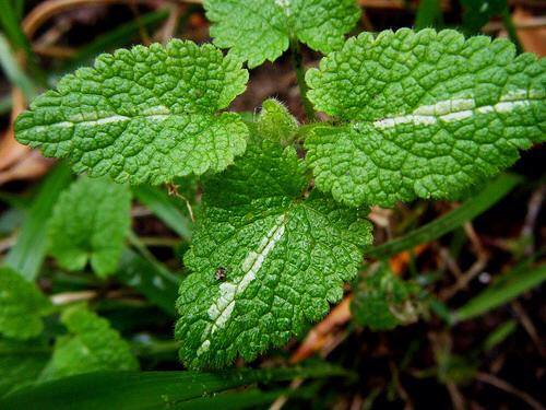 White Mint