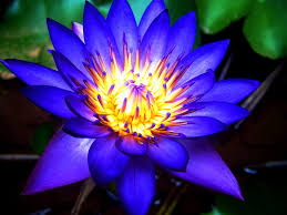 Blue lotus