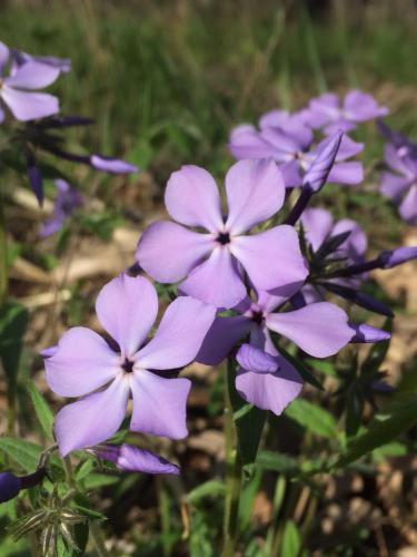 Blue Phlox