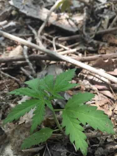 Wild Hemp